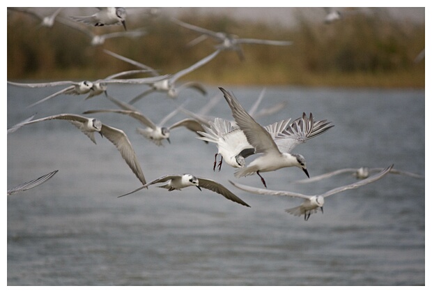 Birds Fishing