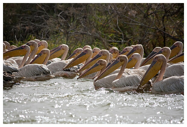 Hundred of Pelicans