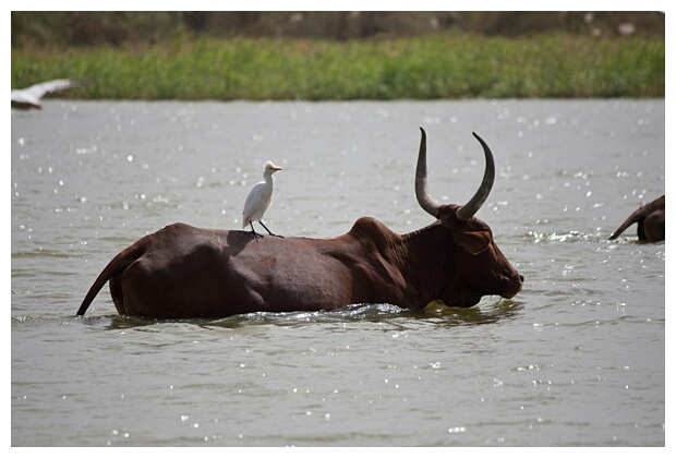 Cow with Bird