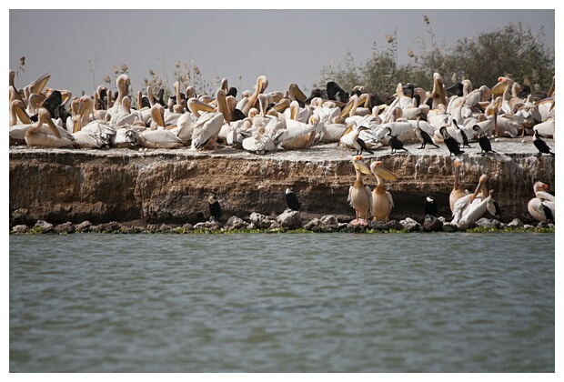 Pelican Colony