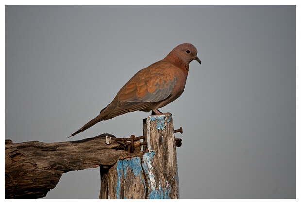 Laughing Dove