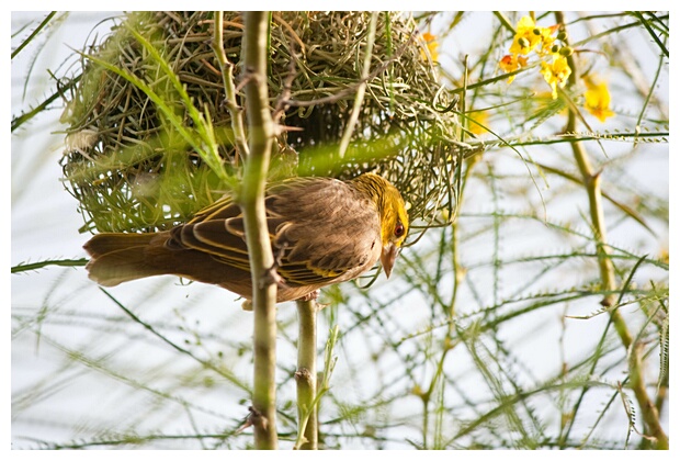 Building a Nest