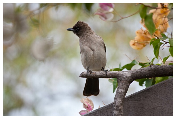 Common Bulbul