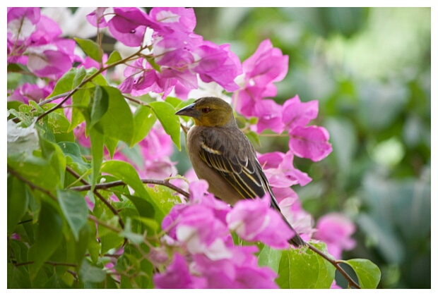 Village Weaver