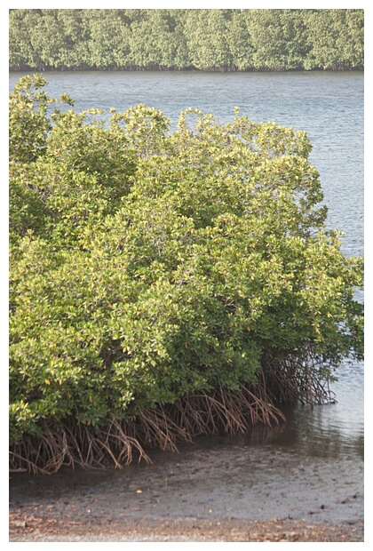 Mazes of Mangroves