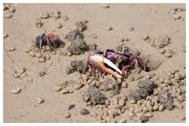 Sand Crabs