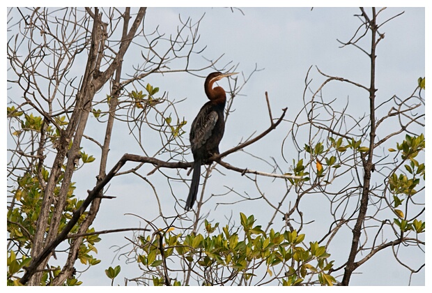 Goliath Heron 