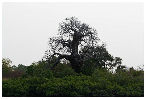 Mighty Baobab