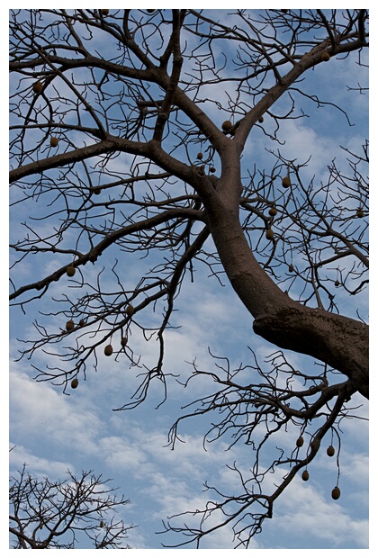 Baobab Branch