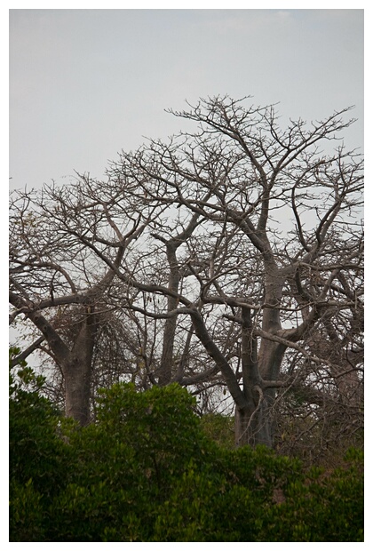 Giant Baobabs