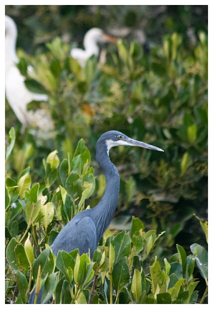 Reposoir des Oiseaux