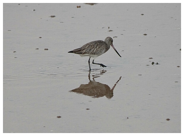 Avocet