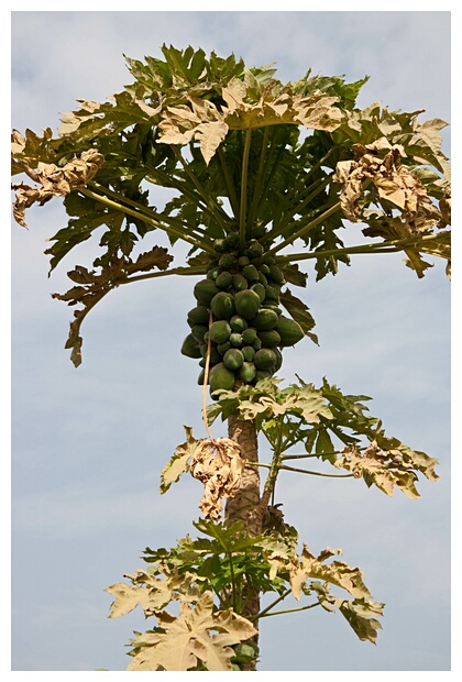 Papaya Tree