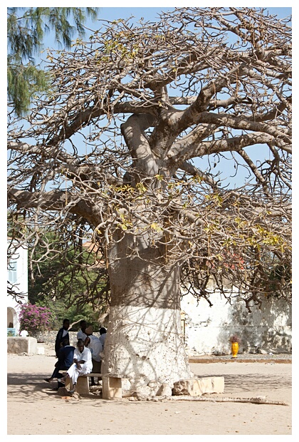 Sacred Baobab