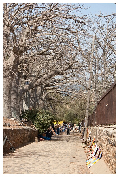 Baobabs Avenue