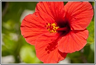 Hibiscus