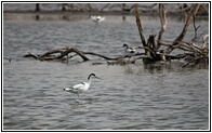 Avocet