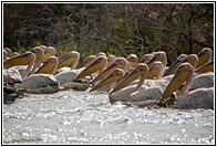 Hundred of Pelicans