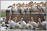 Pelican Colony