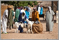 Fulani Ethnic