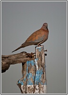 Laughing Dove