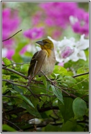 Village Weaver