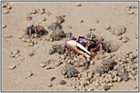 Sand Crabs