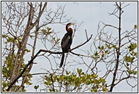 Goliath Heron 