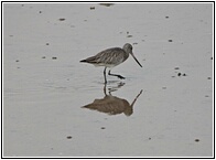 Avocet