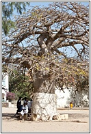 Sacred Baobab