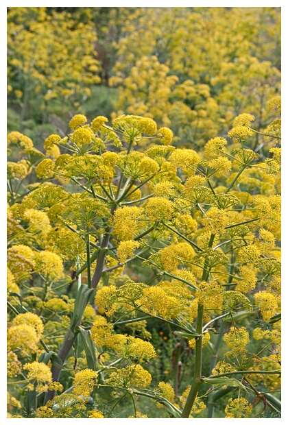 Explosin de Flores