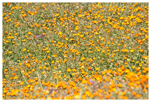 Campo de Flores