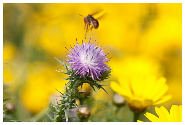 Insectos y Flores