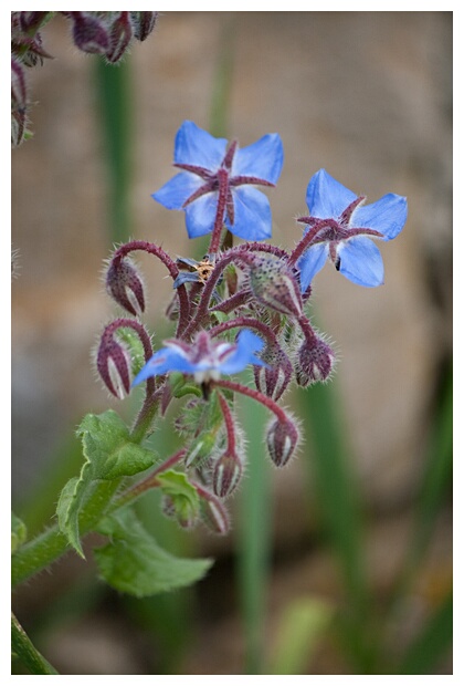 Flores Silvestres