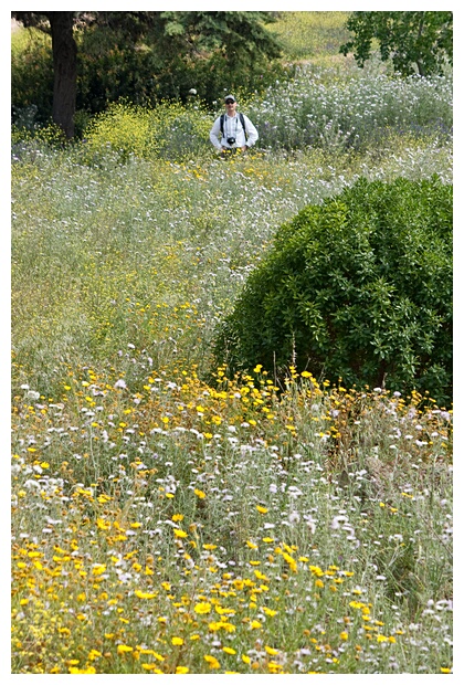 Perdido entre las Flores