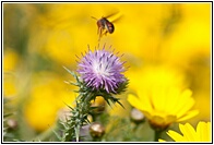 Insectos y Flores