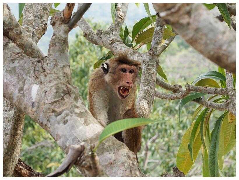 Macaque