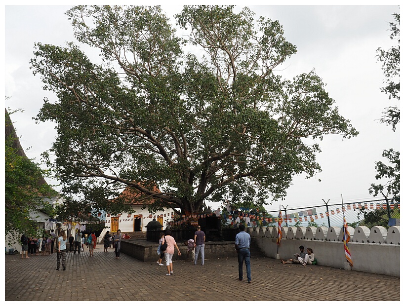 Temple Tree