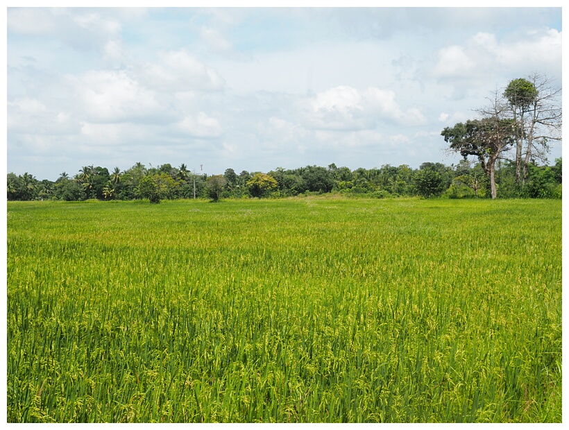 Rice Field