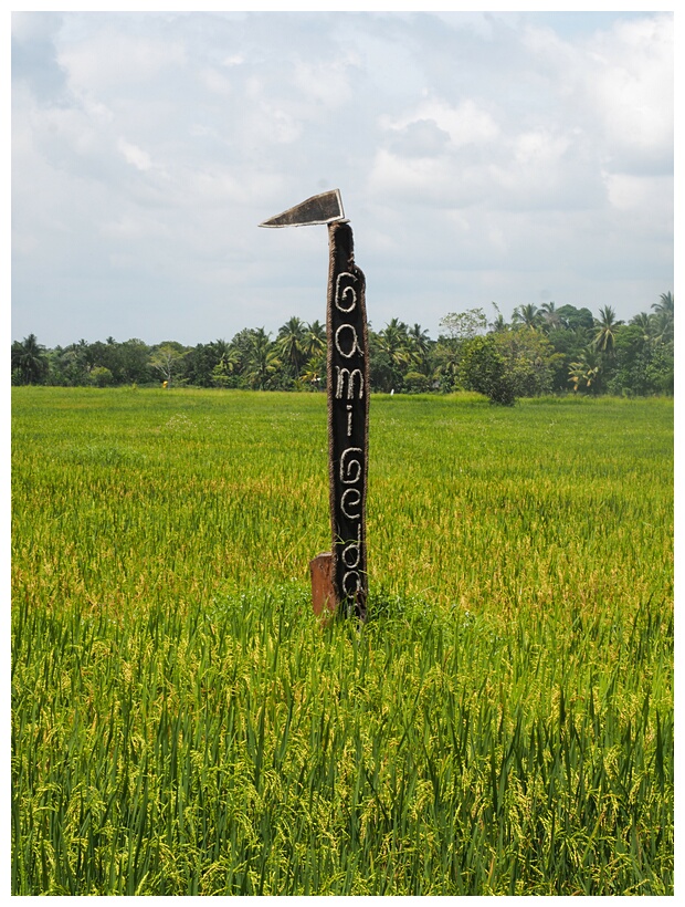 Rice Field