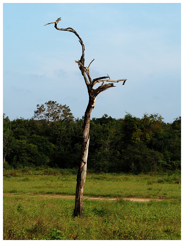 Kaudulla Grassland