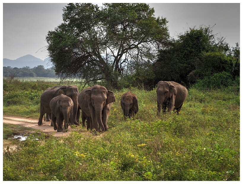 Elephant Droves