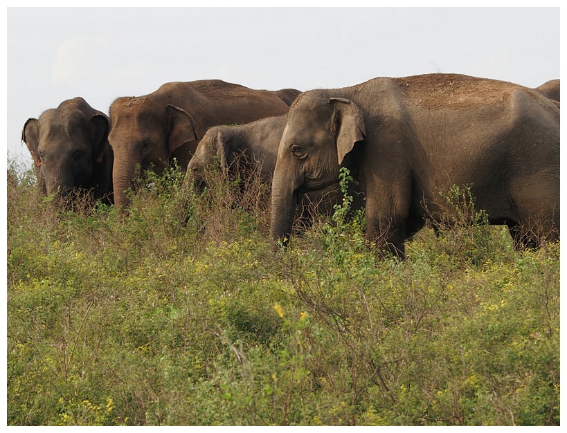 Elephant Troop