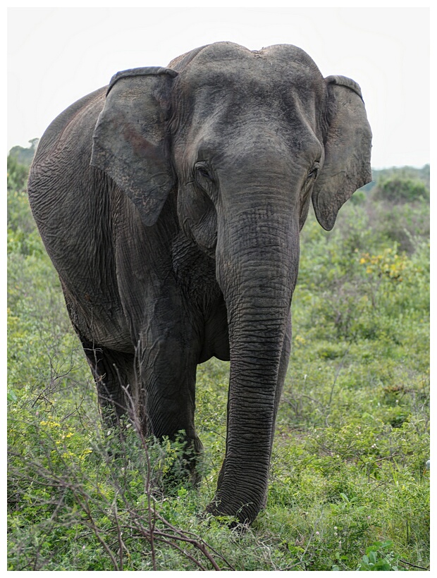 Asian Elephant