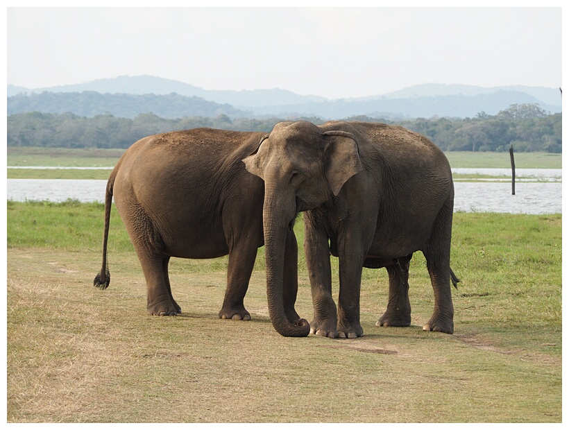 Asian Elephants