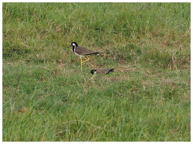 Red-wattled lapwing