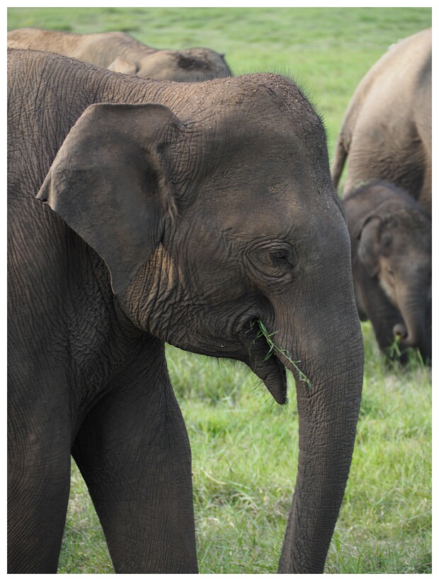 Asian Elephant