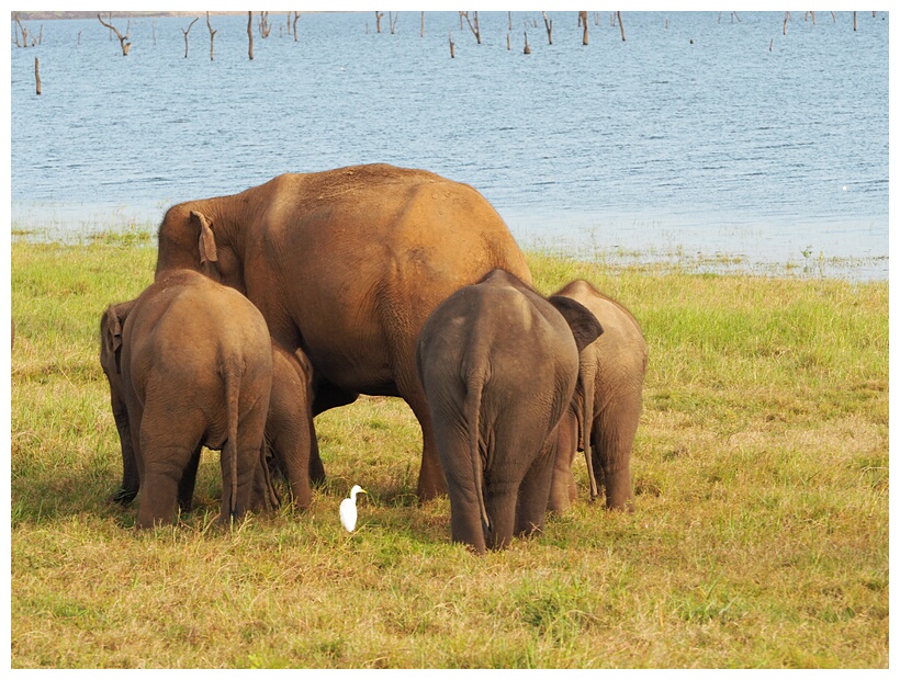 Kaudulla National Park