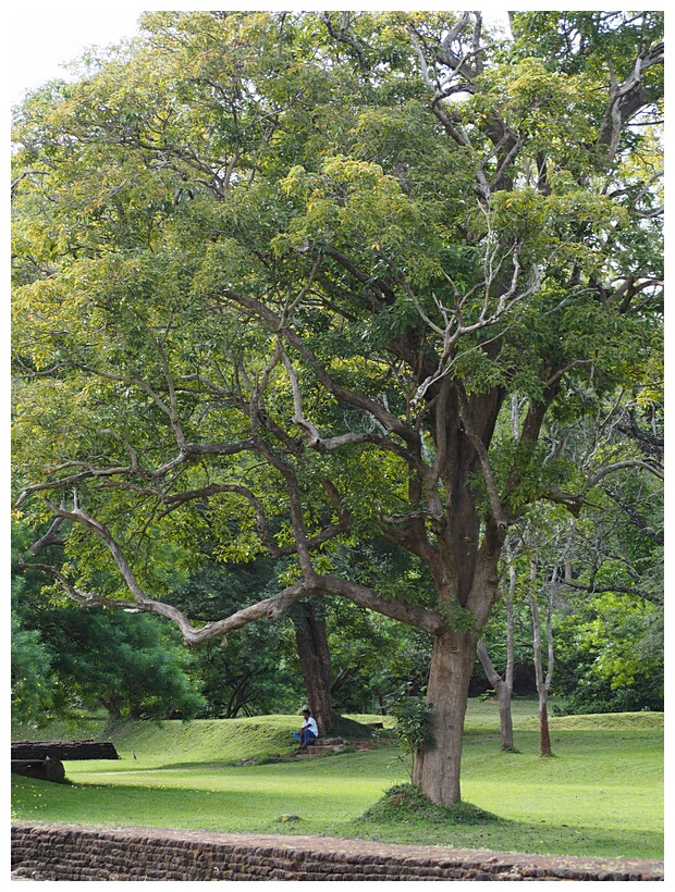 Terrace Gardens