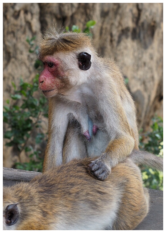 Macaque